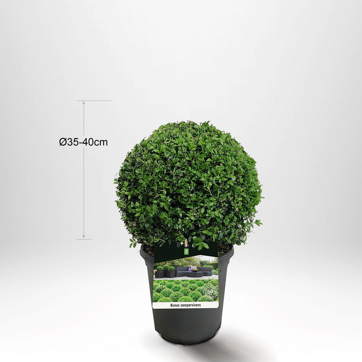 4 pakke Buksbom, Kule Ø35-40cm - Gratis frakt